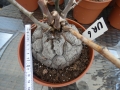 Bild 1 von Schildkrötenpflanze Dioscorea elephantipes UR6