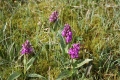 Bild 2 von Dactylorhiza majalis,Breitblättriges Knabenkraut