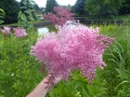 Bild 5 von Filipendula ulmaria rubra  Echtes Mädesüß