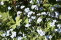 Myosotis palustris  Sumpfvergissmeinich