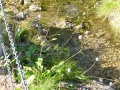 Bild 2 von Succisella inflexa  Moorbiss , Moorabbiss , eingebogener Moorabbis