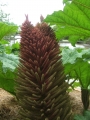 Bild 5 von Gunnera manicata Riesenblatt Mammutblatt