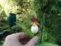 Bild 1 von Cypripedium Kentucky Tibeticum