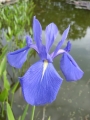 Iris laevigata, blaue Sumpfiris