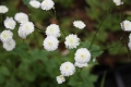 Ranunculus aconitifolium Eisenhutblättriger Hahnenfuß