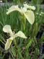 Iris pseudacorus alba  Sumpfschwertlilie