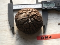 Bild 1 von Schildkrötenpflanze Dioscorea elephantipes OM1