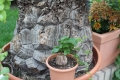 Bild 23 von Schildkrötenpflanze Dioscorea elephantipes 