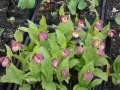 Bild 3 von Cypripedium-macrantha  x parviflora