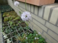 Bild 1 von Succisella inflexa  Moorbiss , Moorabbiss , eingebogener Moorabbis