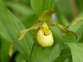 Cypripedium pubescens