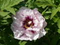 Paeonia x ITOH  Cora Louise  Halbstrauchige Pfingstrose