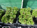 Bild 3 von Paeonia tenuifolia Rubra Plena L Netzblatt-Pfingstrose