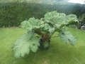 Bild 1 von Gunnera manicata Riesenblatt Mammutblatt Solitär  Nur an Selbstabholer --Keine Lieferung möglich-- 
