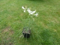 Bild 2 von Anthericum liliago  Traubige Graslilie