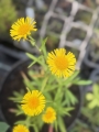 Bild 5 von Inula britanica  Sumpf-Alant