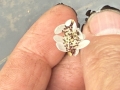 Bild 1 von Wasserähre Aponogeton distachyos