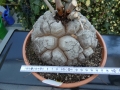 Bild 48 von Schildkrötenpflanze Dioscorea elephantipes 