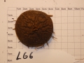Bild 2 von Schildkrötenpflanze Dioscorea elephantipes  LG6