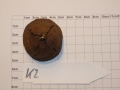 Bild 2 von Schildkrötenpflanze Dioscorea elephantipes  K2