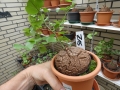 Schildkrötenpflanze Dioscorea elephantipes  Z15