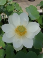 Nelumbo Grandiflora Alba