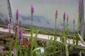 Bild 3 von Dactylorhiza praetermissa, Knabenkraut