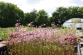 Lychnis flos-cuculi  Kuckuckslichtnelke