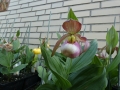 Bild 3 von Cypripedium Hans Erni x Montanum