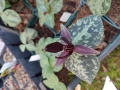 Bild 6 von Trillium erectum var.rubrum Waldlilie
