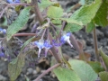 Bild 2 von Trachystemon orientalis  Rauling