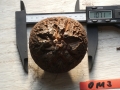 Bild 1 von Schildkrötenpflanze Dioscorea elephantipes OM3