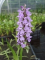 Dactylorhiza praetermissa, Knabenkraut