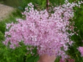 Bild 2 von Filipendula ulmaria rubra  Echtes Mädesüß