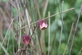 Bild 2 von Geum rivale rosa-rot  Bachnelkenwurz