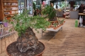 Bild 18 von Schildkrötenpflanze Dioscorea elephantipes RB4