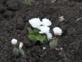 Bild 7 von Sanguinaria canadensis  Multiplex Plena  gefüllter Kanadische Blutwurzel