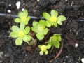 Hacquetia epipactis   Goldteller ,  Schaftdolde