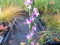 Bild 9 von Spiranthes sinensis   Chinesischer /Asiatischer Drehwurz