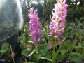 Bild 1 von Dactylorhiza foliorella