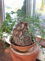 Bild 36 von Schildkrötenpflanze Dioscorea elephantipes RB1