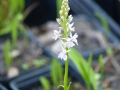 Dactylorhiza fuchsii