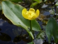 Nuphar angustifolia