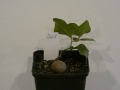 Schildkrötenpflanze Dioscorea elephantipes B07