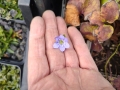 Bild 3 von Hepatica nobilis