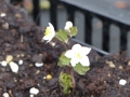 Bild 2 von Isopyrum thalictroides    Muschelblümchen