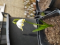 Bild 5 von Leukojum vernum   Märzenbecher  Frühlings-Knotenblume