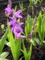 Bletilla striata purple rot  Japanorchidee