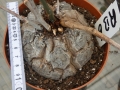 Bild 2 von Schildkrötenpflanze Dioscorea elephantipes RB6
