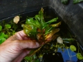 Bild 1 von Potamogeton lucens  Glänzendes Laichkraut